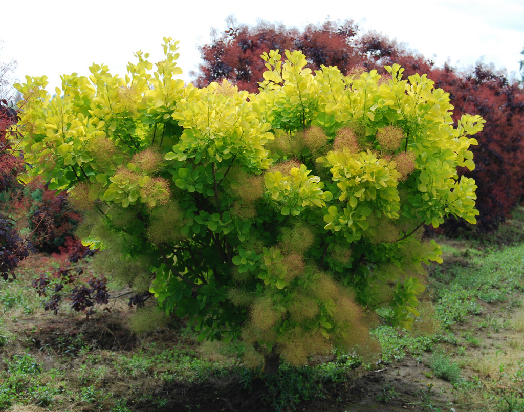 Cotinus coggygria 'Golden Spirit'